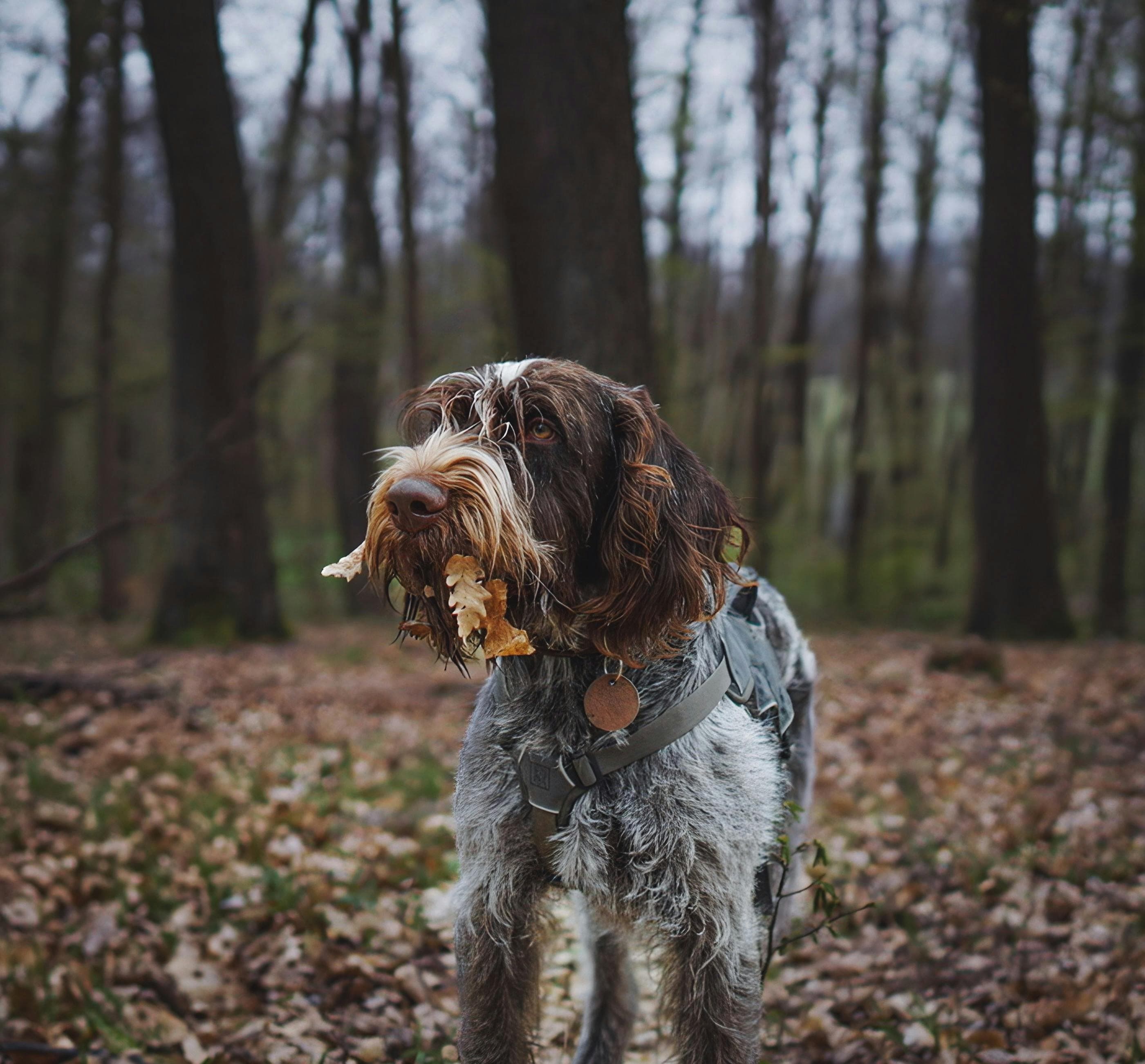 A truffle dog in the oak forests of the Périgord during winter truffle season