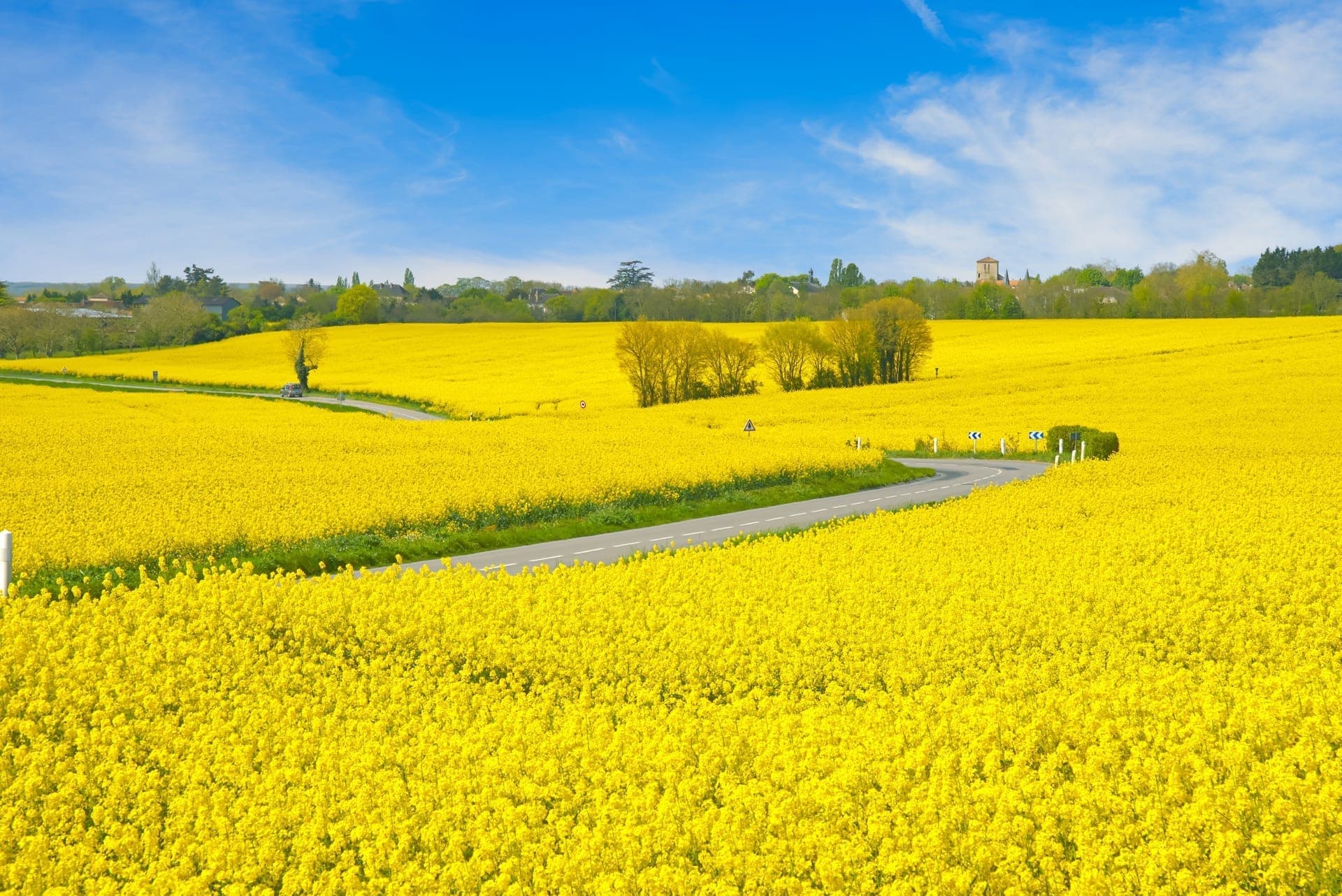 Rapeseed fields in full bloom along the roads of the Charente, south-west France